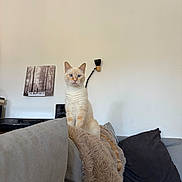 Sun a rejoint le concours — aidez-le/la à gagner de superbes lots ! cat, cream_cat, pet, animal, sitting, upright, fluffy, fur, whiskers, ears, eyes, portrait, living_room, sofa, couch, blanket, pillow, record_player, wall_art, indoors