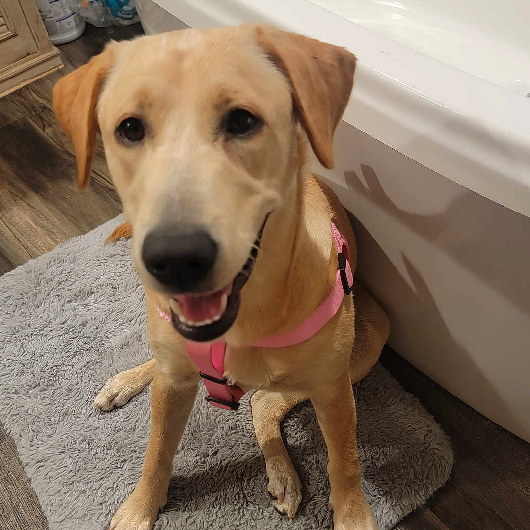 Daisy joined the competition — help win amazing prizes! animal, bathing, bathtub, beagle, canine, dog, goldenretriever, hardwood, homedecor, hound, indoors, interiordesign, labradorretriever, person, pet, plywood, pointer, puppy, tub, wood