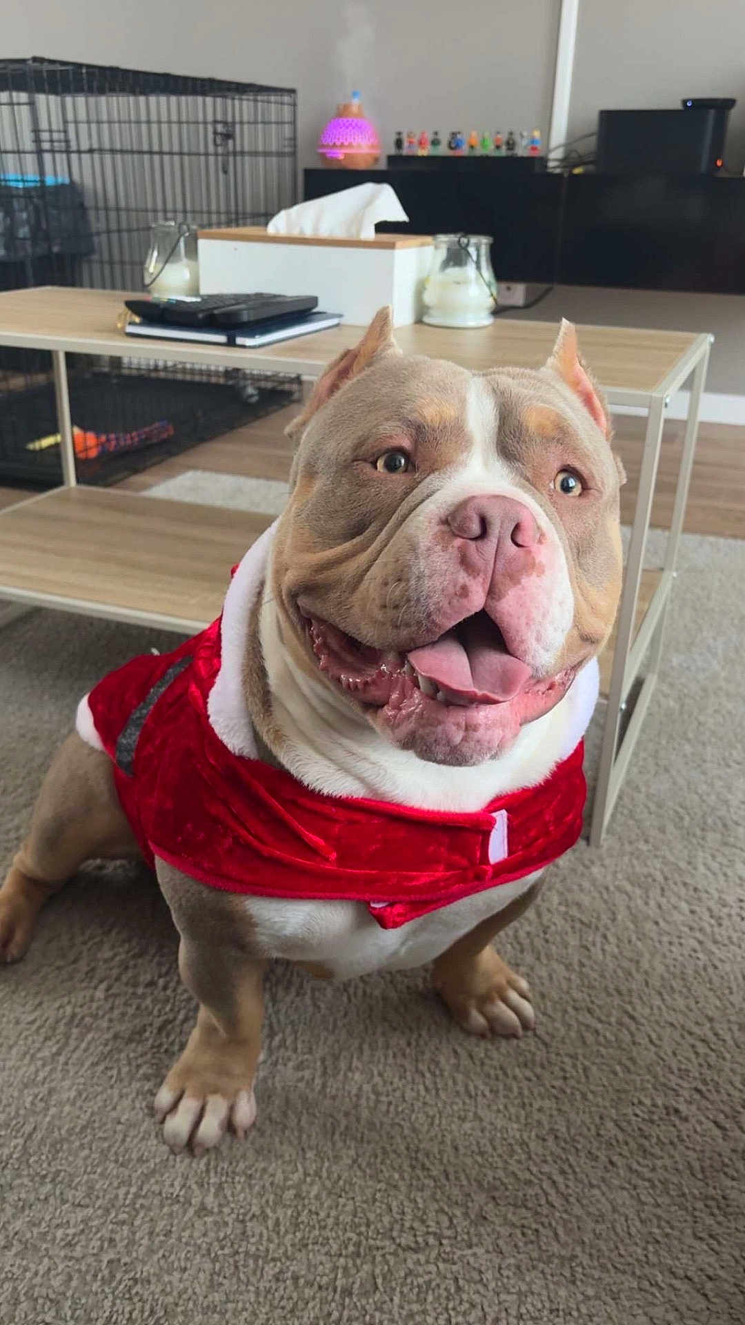 Pablo a rejoint le concours — aidez-le/la à gagner de superbes lots ! dog, pet, indoor, carpet, red_jacket, smiling, happy, living_room, furniture, table, tissue_box, candle, crate, tongue_out, cute, domestic_animal, canine, fur, ears, eyes