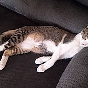 Bentley is registered to the contest to win money with this photo: cat, tabby, sleeping, couch, furniture, pet, animal, resting, indoor, cozy, fur, whiskers, paw, relaxed, domestic, mammal, striped, laying, comfortable, quiet