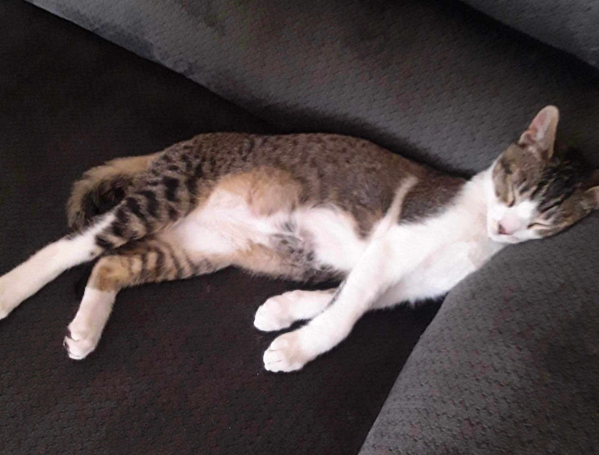 Bentley is registered to the contest to win money with this photo: cat, tabby, sleeping, couch, furniture, pet, animal, resting, indoor, cozy, fur, whiskers, paw, relaxed, domestic, mammal, striped, laying, comfortable, quiet