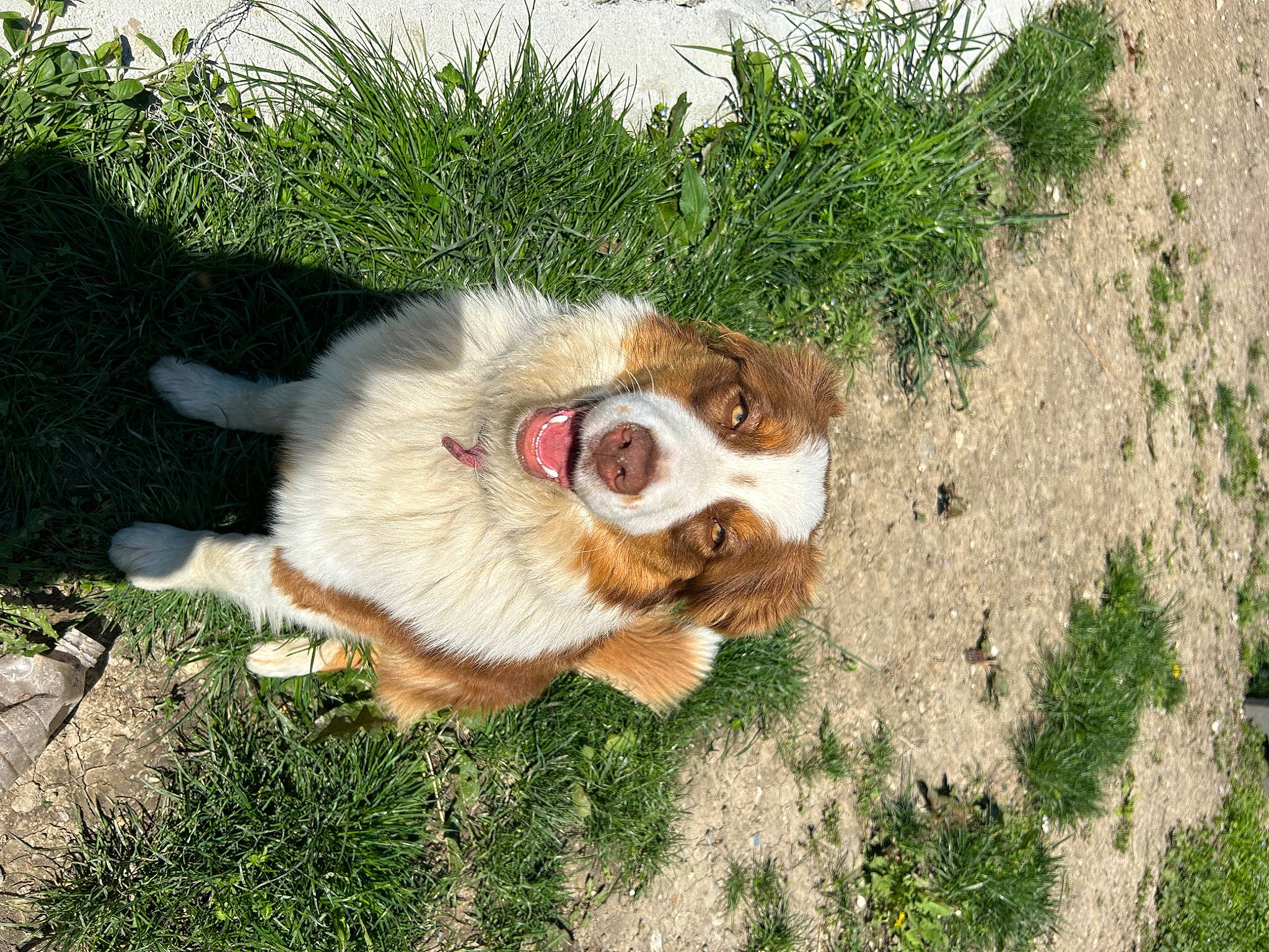 Tinnie a rejoint le concours — aidez-le/la à gagner de superbes lots ! canidae, carnivore, companion_dog, dog, dog_breed, fang, fawn, felidae, fur, grass, herding_dog, paw, plant, small_to_medium_sized_cats, snout, sporting_group, tail, terrestrial_animal, whiskers, working_dog