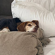 Jaxx joined the competition — help win amazing prizes! bed, blanket, brown, canine, comfort, cozy, dog, fabric, fringe, fur, head, indoor, pet, pillow, relaxation, resting, sleepy, snuggle, white