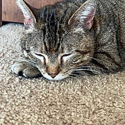 Sprinkles joined the competition — help win amazing prizes! animal, carpet, cat, close_up, cozy, cute, domestic, ears, feline, fur, home, indoor, peaceful, pet, quiet, resting, sleeping, tabby, whiskers, wooden_furniture