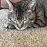 animal, carpet, cat, close_up, cozy, cute, domestic, ears, feline, fur, home, indoor, peaceful, pet, quiet, resting, sleeping, tabby, whiskers, wooden_furniture