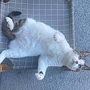 Butterfly is registered to the contest to win money with this photo: animal, cat, chair, checkered_pattern, concrete_floor, curious, cute, domestic_cat, fabric, feline, green_eyes, outdoor, paw, pet, relaxed, resting, tabby, tail, whiskers, white_fur