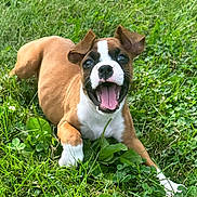 Charlie Girl joined the competition — help win amazing prizes! puppy, dog, grass, outdoor, happy, playful, brown, white, pet, animal, nature, cute, young, canine, tongue, ears, smile, lying, greenery, summer
