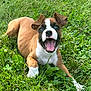 puppy, dog, grass, outdoor, happy, playful, brown, white, pet, animal, nature, cute, young, canine, tongue, ears, smile, lying, greenery, summer