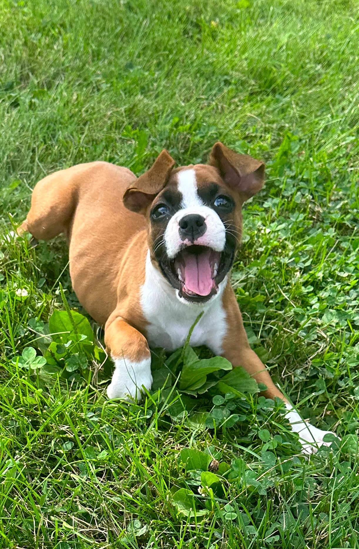 Charlie Girl joined the competition — help win amazing prizes! puppy, dog, grass, outdoor, happy, playful, brown, white, pet, animal, nature, cute, young, canine, tongue, ears, smile, lying, greenery, summer