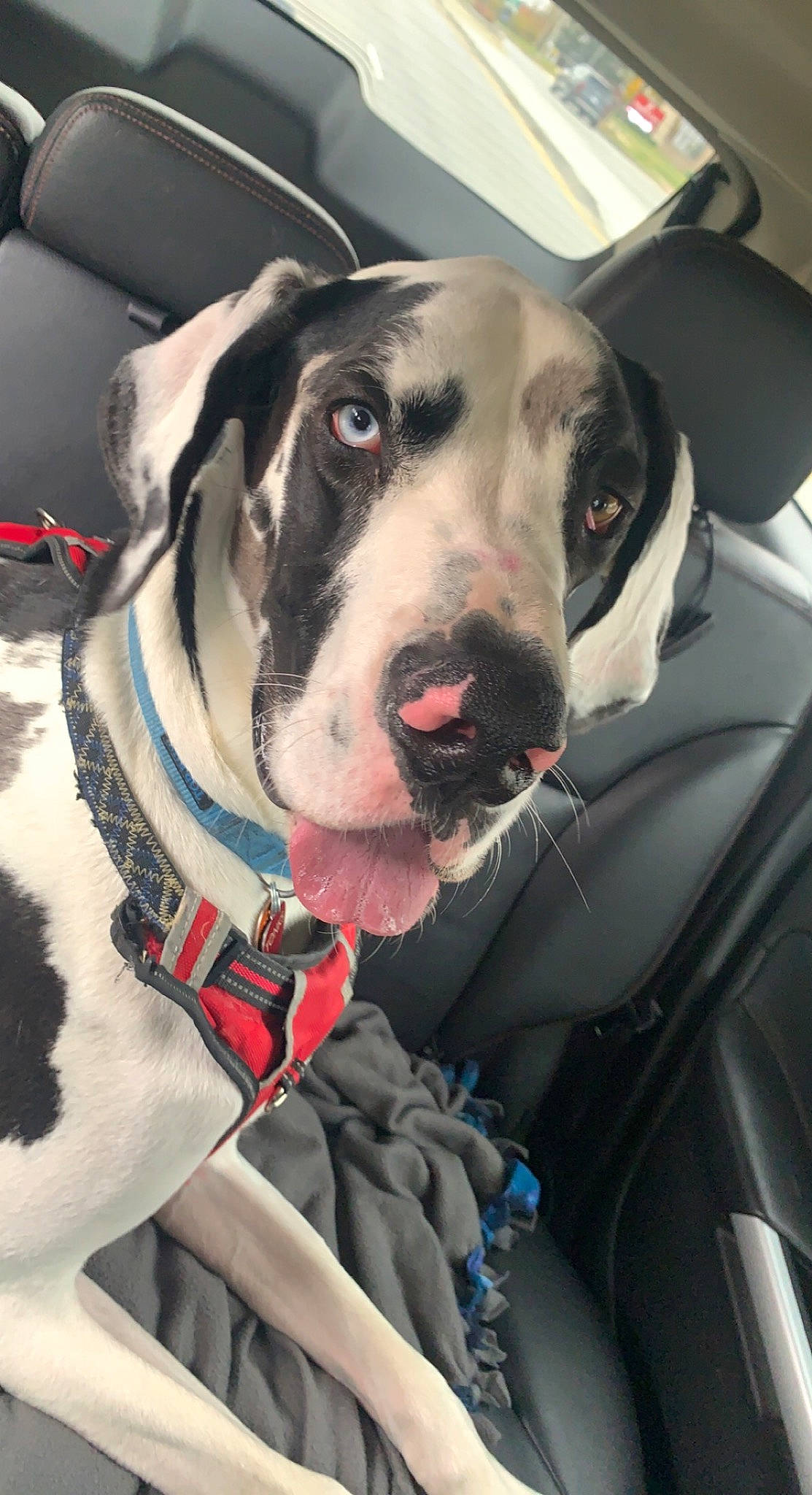 Tonks is registered to the contest to win money with this photo: auto_part, canidae, car, carnivore, collar, companion_dog, dalmatian, dog, dog_breed, dog_collar, fawn, fur, guard_dog, metal, non_sporting_group, snout, sporting_group, vehicle, whiskers, working_animal