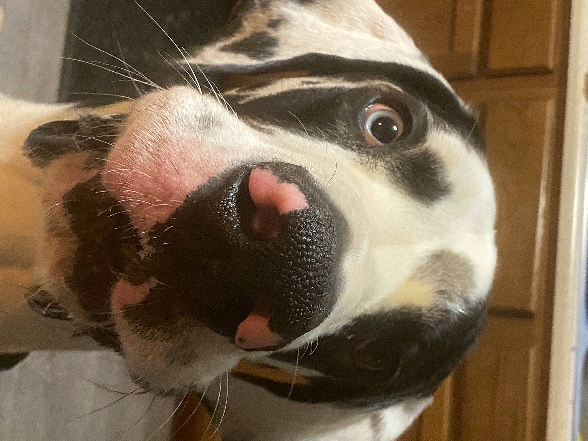 Tonks joined the competition — help win amazing prizes! canidae, carnivore, collar, companion_dog, dog, dog_breed, dog_collar, ear, eye, fang, fawn, fur, head, jaw, selfie, snout, sporting_group, terrestrial_animal, whiskers, working_animal