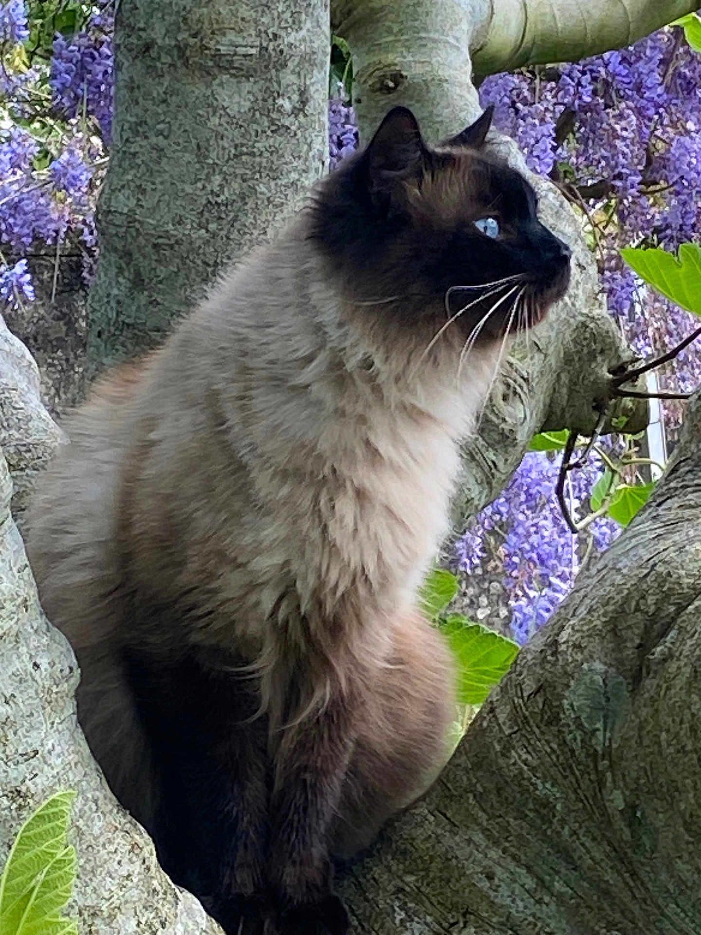 Tiki