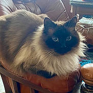 Tiki a rejoint le concours — aidez-le/la à gagner de superbes lots ! cat, fluffy, leather_chair, indoor, furniture, wooden_table, papers, rug, pet, animal, sitting, close_up, curious, feline, whiskers, ears, eyes, cozy, home, relaxed