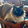 cat, fluffy, leather_chair, indoor, furniture, wooden_table, papers, rug, pet, animal, sitting, close_up, curious, feline, whiskers, ears, eyes, cozy, home, relaxed