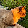 cat, fluffy, sunlight, outdoor, greenery, nature, pet, animal, fur, whiskers, side_profile, concrete, daylight, tree, mammal, calm, relaxed, closeup, summer, sunset