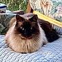 cat, fluffy, quilted_blanket, indoor, furniture, cushion, floral_pattern, resting, pet, animal, cozy, blue, brown, whiskers, ears, feline, comfort, relaxed, household, portrait