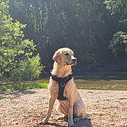 Stella a rejoint le concours — aidez-le/la à gagner de superbes lots ! dog, golden_retriever, harness, sitting, riverbank, pebbles, outdoor, nature, trees, water, sunlight, shadow, canine, pet, animal, summer, greenery, river, daytime, wildlife