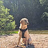 dog, golden_retriever, harness, sitting, riverbank, pebbles, outdoor, nature, trees, water, sunlight, shadow, canine, pet, animal, summer, greenery, river, daytime, wildlife