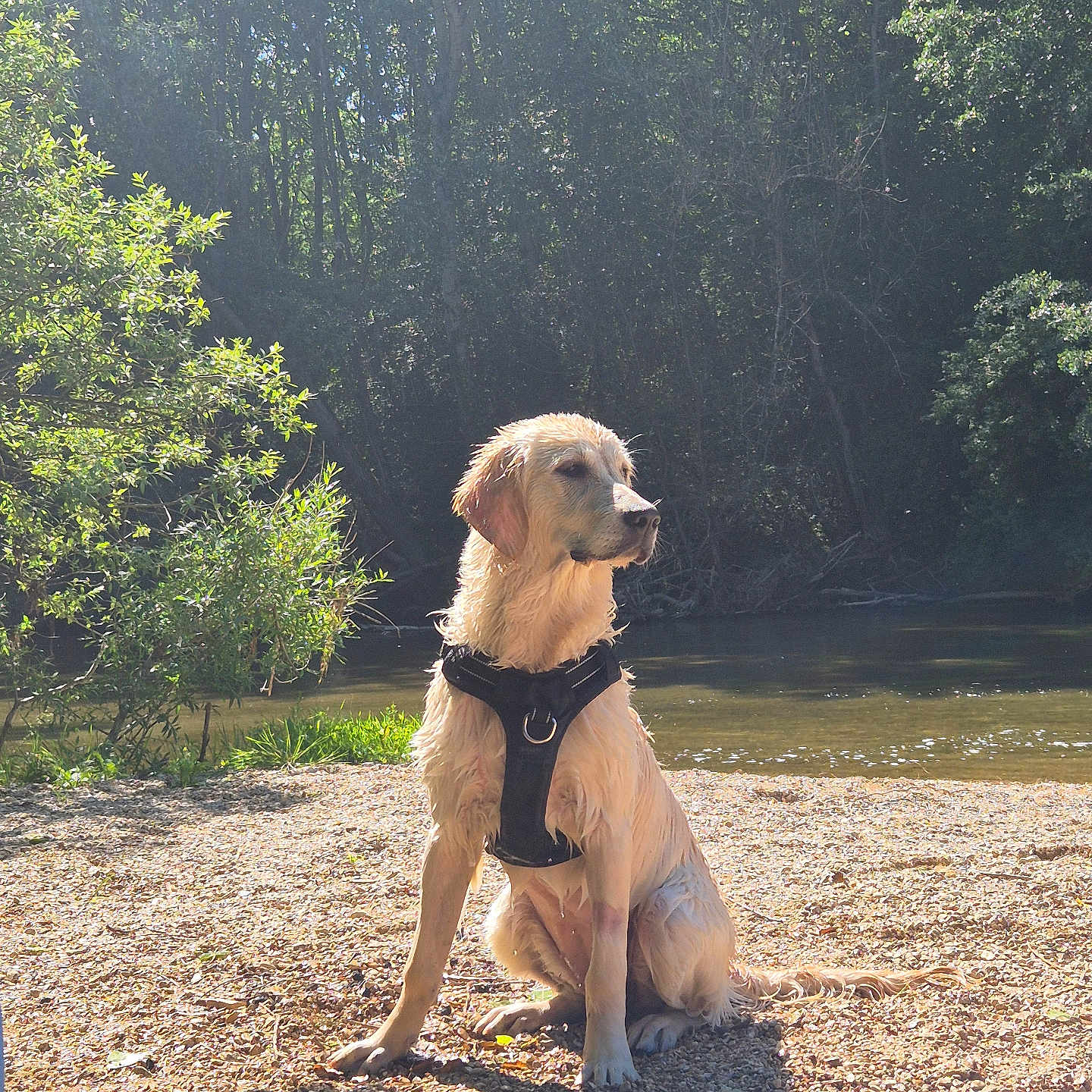 Stella a rejoint le concours — aidez-le/la à gagner de superbes lots ! dog, golden_retriever, harness, sitting, riverbank, pebbles, outdoor, nature, trees, water, sunlight, shadow, canine, pet, animal, summer, greenery, river, daytime, wildlife
