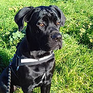 Orphee participe au concours pour gagner de l'argent avec cette photo : alaunt, bandog, cane_corso, canidae, carnivore, companion_dog, dog, dog_breed, grass, guard_dog, mammal, molosser, non_sporting_group, patterdale_terrier, plant, rare_breed_dog, snout, sporting_group, vertebrate, working_dog