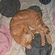 Tigger is registered to the contest to win money with this photo: cat, ginger_cat, sleeping, curled_up, pet, feline, animal, fur, orange_fur, paws, whiskers, closed_eyes, bed, quilt, bedding, indoors, cozy, nap, relaxed, domestic_animal