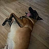dog, canine, pet, indoor, floor, wooden_floor, tongue_out, playful, lying_down, happy, brown_fur, black_fur, domestic_animal, animal, mammal, paw, relaxing, companion, cute, friendly