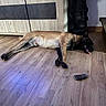 dog, indoor, floor, wooden_floor, relaxed, lying_down, tongue_out, decor, sculpture, wooden_cabinet, pet, animal, brown_dog, black_face, domestic, home, household, resting, companion, canine