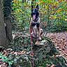 dog, forest, rock, autumn_leaves, tree, nature, outdoors, moss, canine, leash, animal, tongue_out, sitting, greenery, bark, branch, fallen_leaves, woodland, pet, scenery
