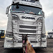 Athos participe au concours pour gagner de l'argent avec cette photo : dog, belgian_malinois, truck, scania, vehicle, leash, outdoor, sky, cloudy, road, parking_lot, industrial, headlights, license_plate, metal, grill, large_vehicle, canine, sitting, daytime