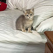 Fern joined the competition — help win amazing prizes! bed, cat, cozy, curious, cute, domestic_animal, eyes, fur, furniture, gray_fur, indoor, kitten, pet, pillow, resting, small_animal, whiskers, white_bedding, wooden_nightstand, young_cat