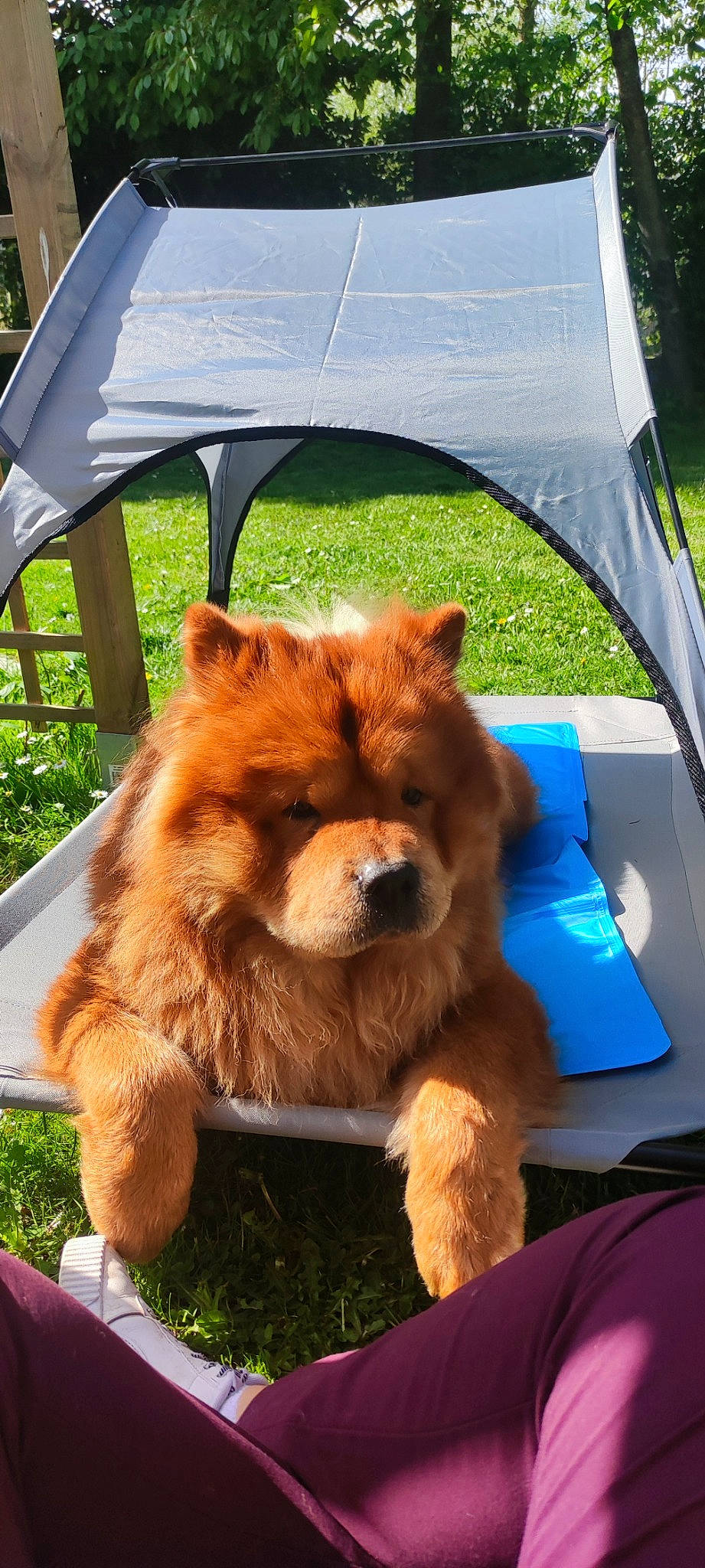 Rayden a rejoint le concours — aidez-le/la à gagner de superbes lots ! canidae, carnivore, companion_dog, dog, dog_breed, fawn, fur, grass, leisure, liver, plant, shade, snapshot, snout, sporting_group, tail, tent, terrestrial_animal, tree, working_animal