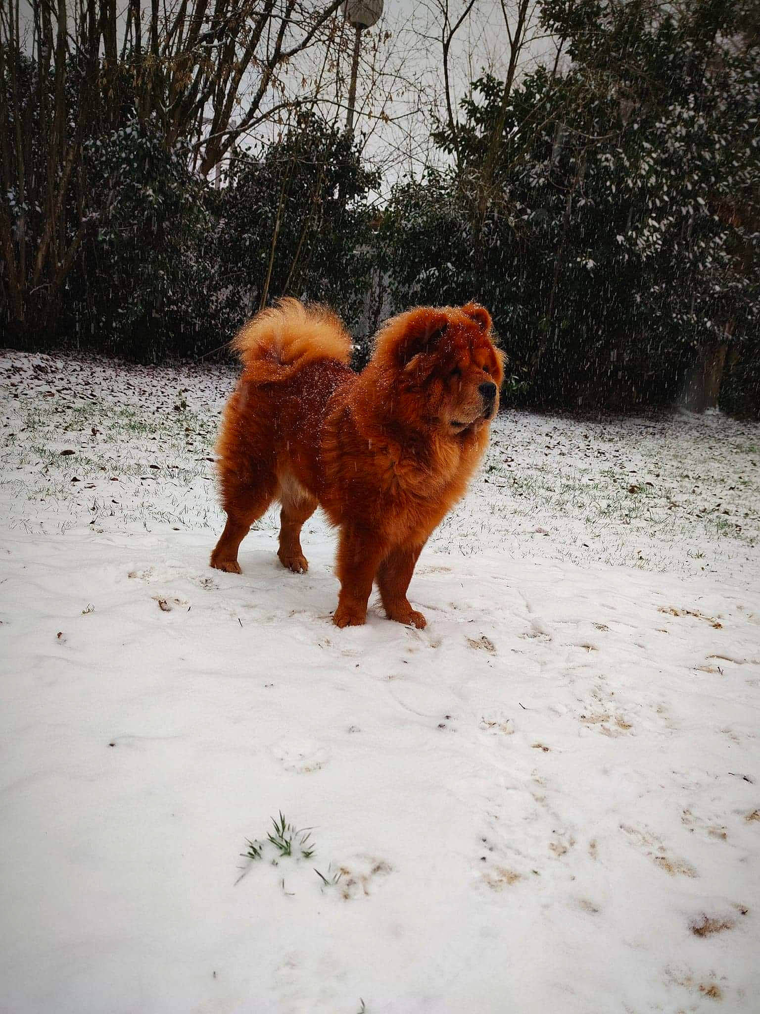 Rayden participe au concours pour gagner de l'argent avec cette photo : ancient_dog_breeds, canidae, carnivore, companion_dog, dog, dog_breed, fawn, liver, plant, snout, sporting_group, street_dog, tail, terrestrial_animal, tree, water_dog, wildlife, winter, working_animal, working_dog