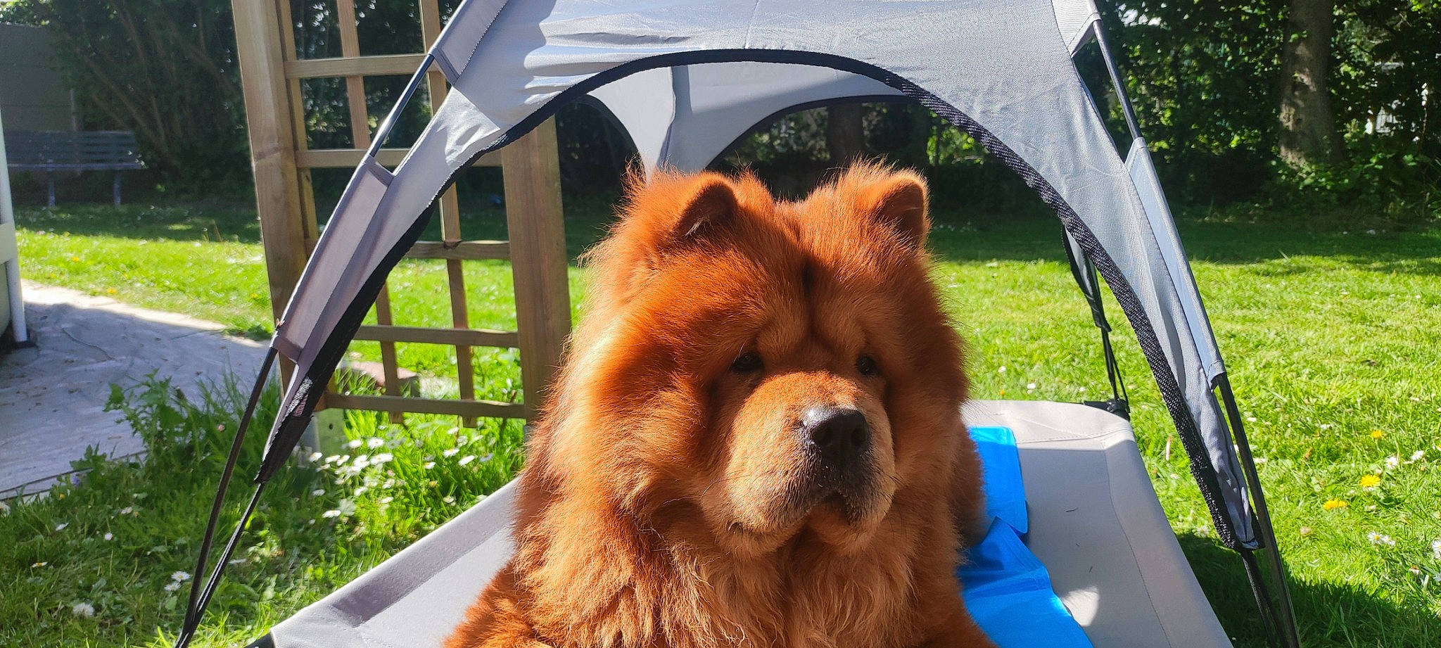 Rayden a rejoint le concours — aidez-le/la à gagner de superbes lots ! carnivore, chow_chow, companion_dog, dog, dog_breed, fawn, fur, grass, leisure, liver, plant, shade, snout, spitz, sunglasses, tent, terrestrial_animal, tree, whiskers, working_animal