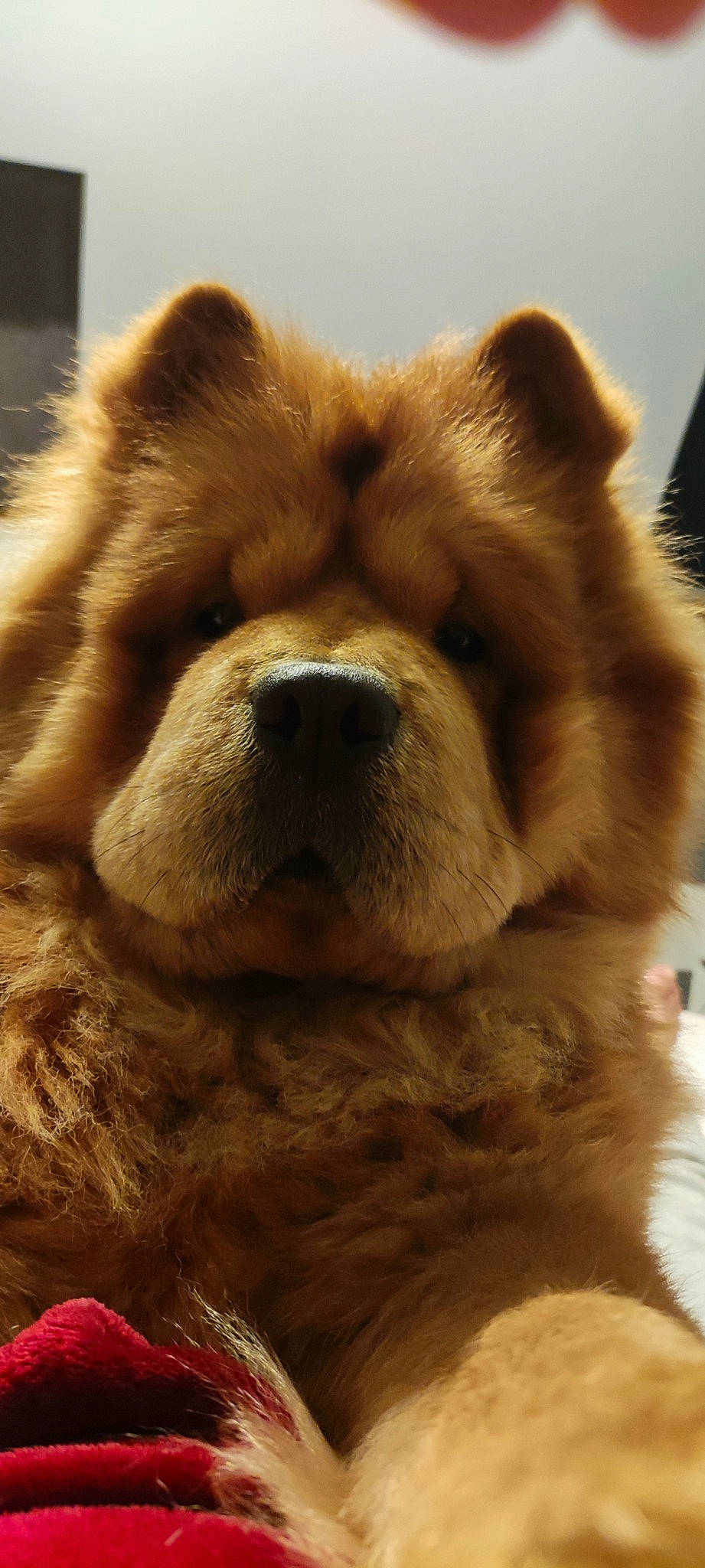 Rayden a rejoint le concours — aidez-le/la à gagner de superbes lots ! carnivore, chow_chow, close_up, companion_dog, dog, dog_breed, eye, fawn, fur, giant_dog_breed, jaw, liver, non_sporting_group, nose, snout, sporting_group, terrestrial_animal, tibetan_mastiff, whiskers, working_animal