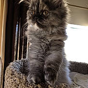 Lucy is registered to the contest to win money with this photo: kitten, cat, fluffy, grey, pet, animal, feline, bed, cozy, indoor, curtains, sunlight, portrait, cute, ears, whiskers, fur, looking, young, domestic_cat