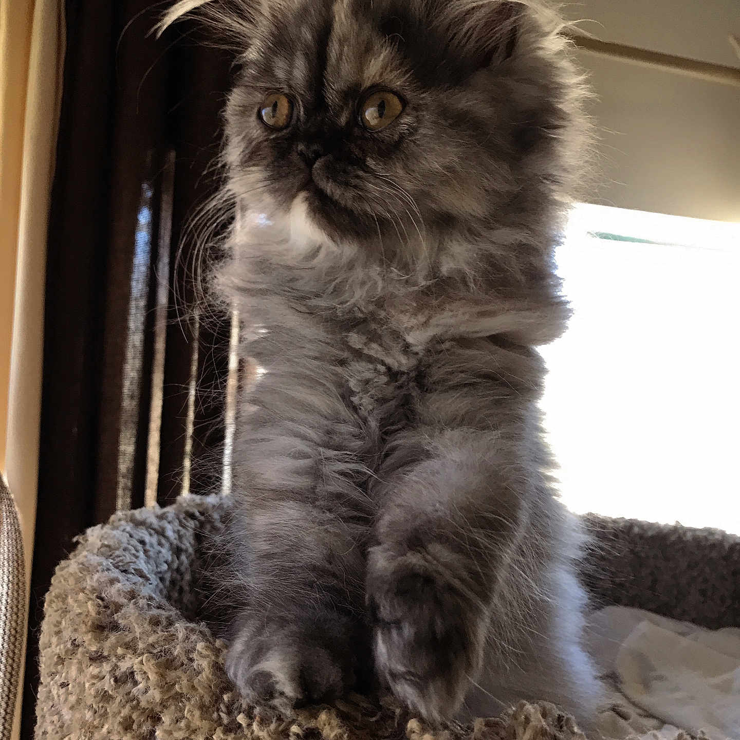 Lucy is registered to the contest to win money with this photo: animal, bed, cat, cozy, curtains, cute, domestic_cat, ears, feline, fluffy, fur, grey, indoor, kitten, looking, pet, portrait, sunlight, whiskers, young