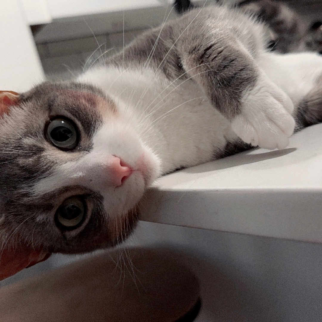 Elon is registered to the contest to win money with this photo: abyssinian, animal, cat, kitten, manx, pet, siamese, sink