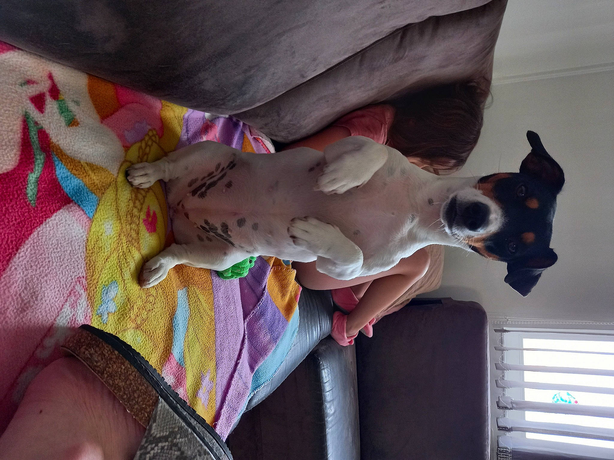 Mila participe au concours pour gagner de l'argent avec cette photo : abdomen, chest, companion_dog, dog, dress, fawn, flesh, human_leg, leg, linens, magenta, pattern, pink, room, thigh, trunk, visual_arts, wood