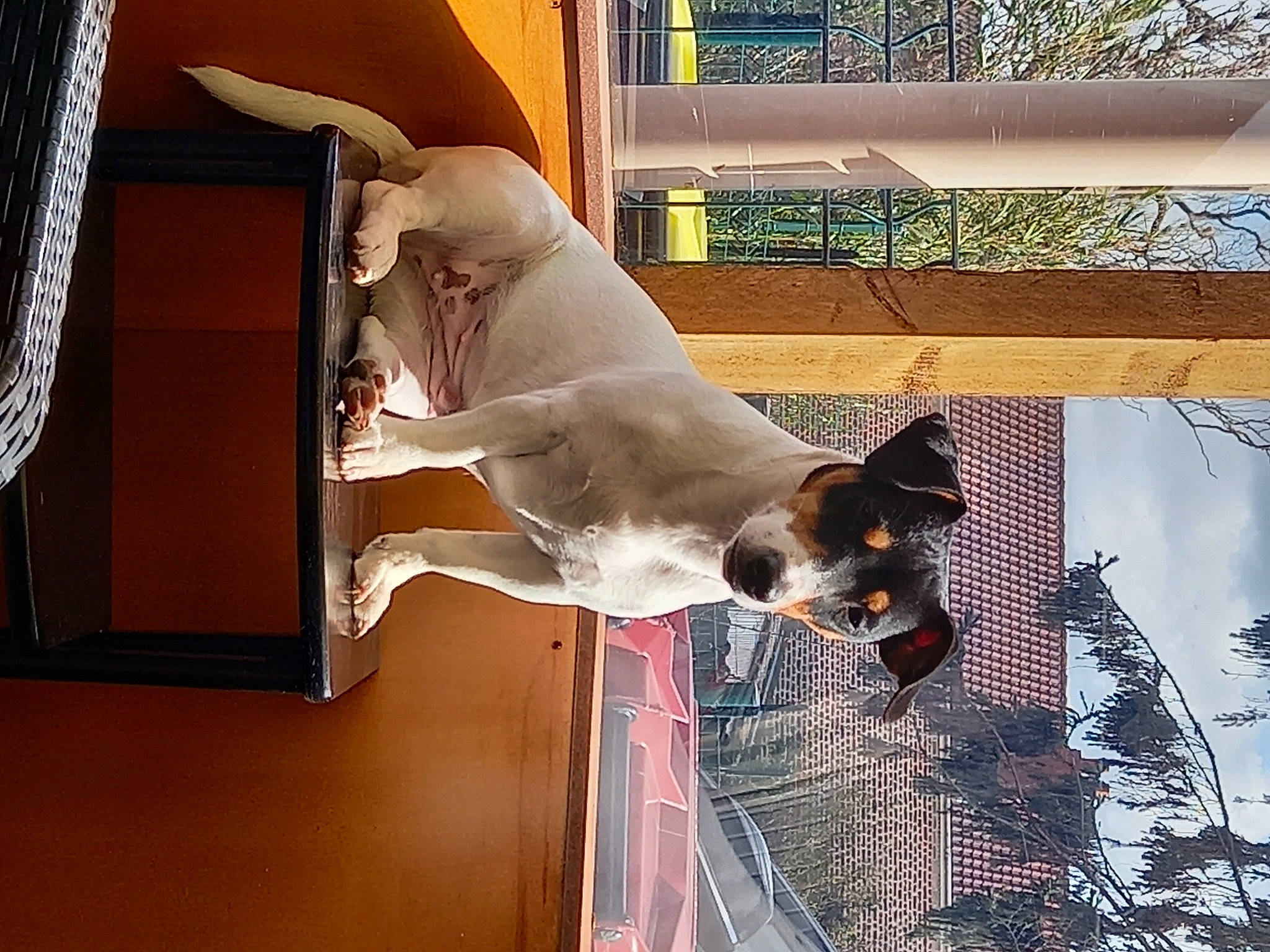 Mila participe au concours pour gagner de l'argent avec cette photo : building, canidae, carnivore, collar, companion_dog, dog, dog_breed, dog_supply, door, fawn, guard_dog, non_sporting_group, pet_supply, snout, sporting_group, tail, water, window, wood, working_animal