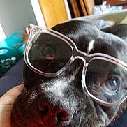 Bubba is registered to the contest to win money with this photo: dog, black_dog, glasses, close_up, pet, indoor, hand, face, resting, cute, cozy, furniture, door, dresser, animal, portrait, relaxed, eyewear, person_hand, home