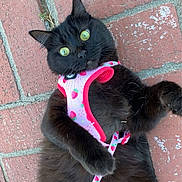 Mavis joined the competition — help win amazing prizes! animal, black_cat, brick_pavement, cat, closeup, curious, cute, ears, fluffy, fur, green_eyes, harness, leash, lying_down, outdoor, pet, pink, playful, strawberry_pattern, whiskers