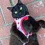 animal, black_cat, brick_pavement, cat, closeup, curious, cute, ears, fluffy, fur, green_eyes, harness, leash, lying_down, outdoor, pet, pink, playful, strawberry_pattern, whiskers