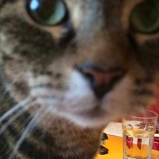 Toby