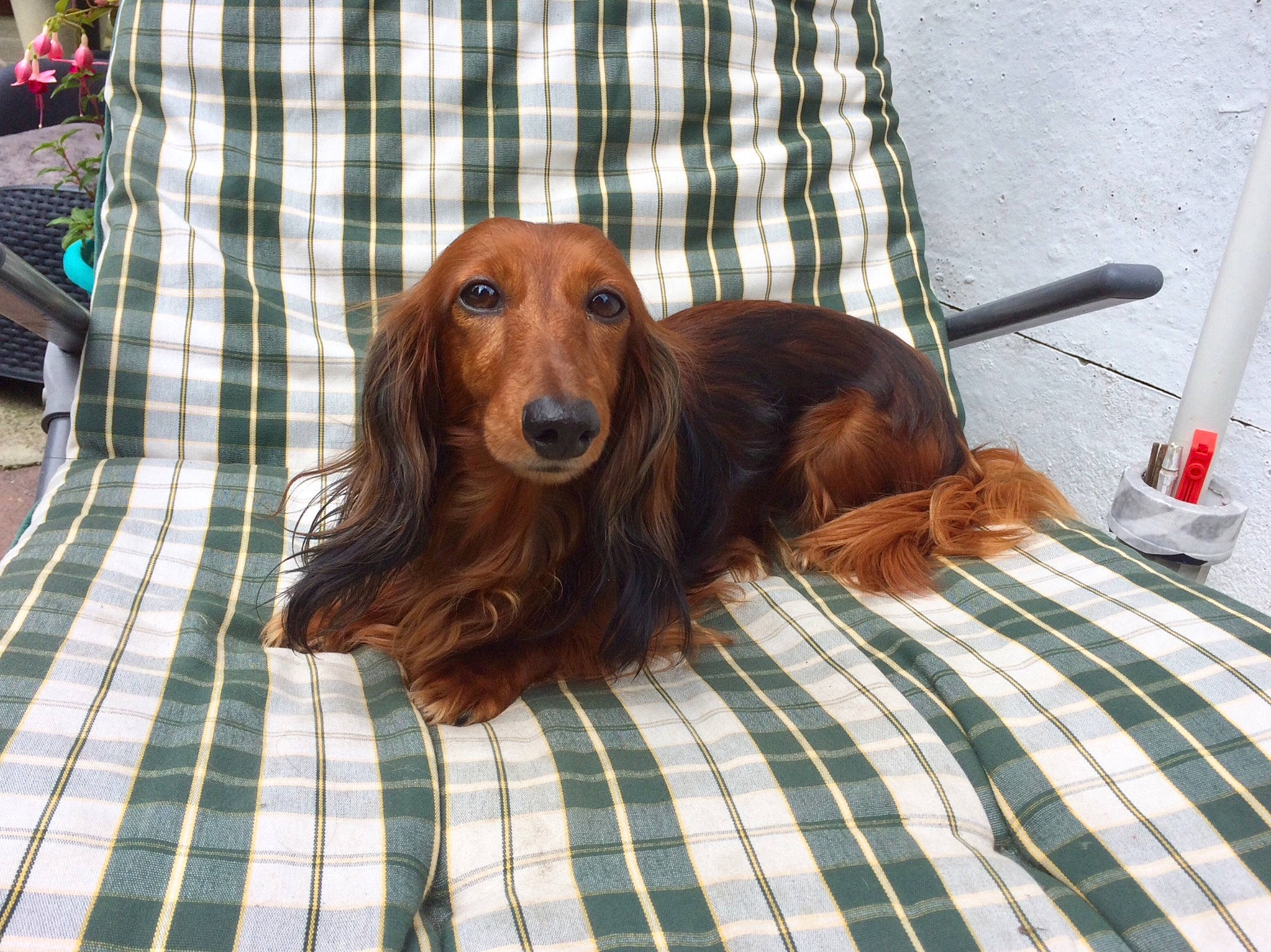 Indi participe au concours pour gagner de l'argent avec cette photo : canidae, carnivore, companion_dog, dachshund, dog, dog_breed, irish_setter, mammal, rare_breed_dog, sporting_group, vertebrate
