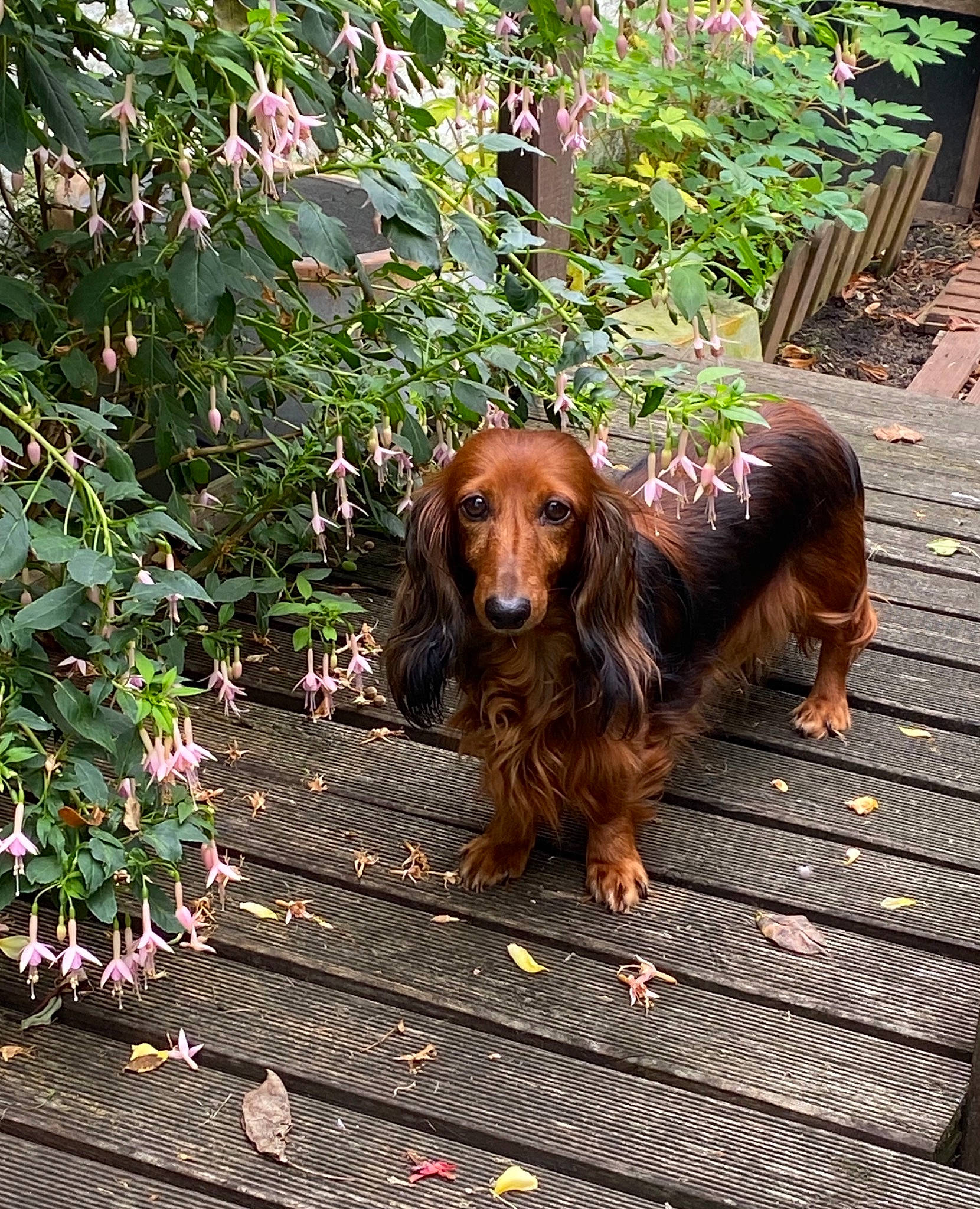 Indi participe au concours pour gagner de l'argent avec cette photo : annual_plant, canidae, carnivore, companion_dog, dog, dog_breed, fawn, flower, fur, grass, gun_dog, hound, liver, plant, snout, spaniel, sporting_group, terrestrial_animal, wood, working_animal