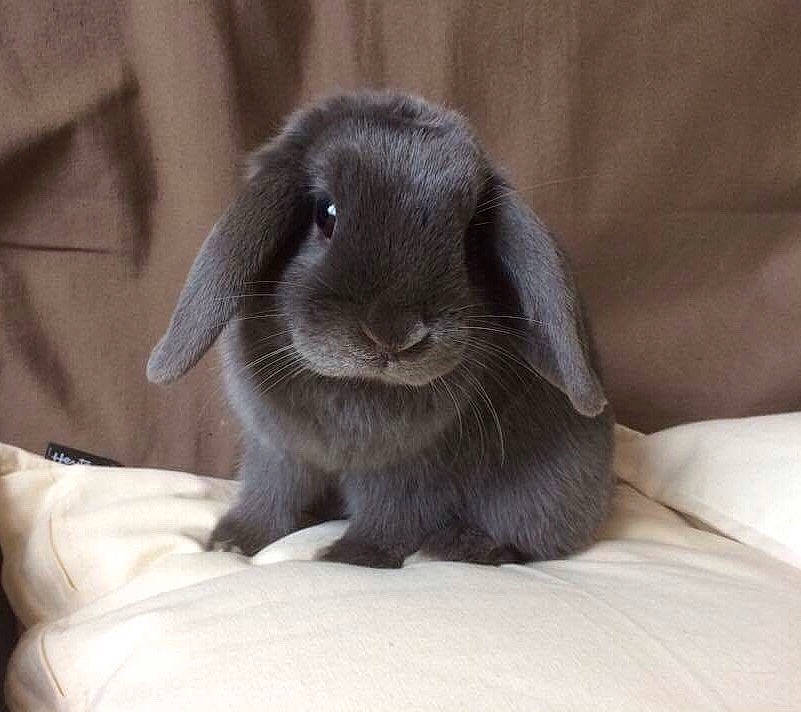 Panpan participe au concours pour gagner de l'argent avec cette photo : domestic_rabbit, ear, fawn, fur, hare, mammal, rabbit, rabbits_and_hares, skin, snout, whiskers, wildlife