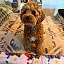dog, bed, blanket, curly_hair, collar, indoor, furniture, pillow, patterned, decor, photograph, bottle, wall, hanger, cozy, pet, fur, cute, sitting, animal