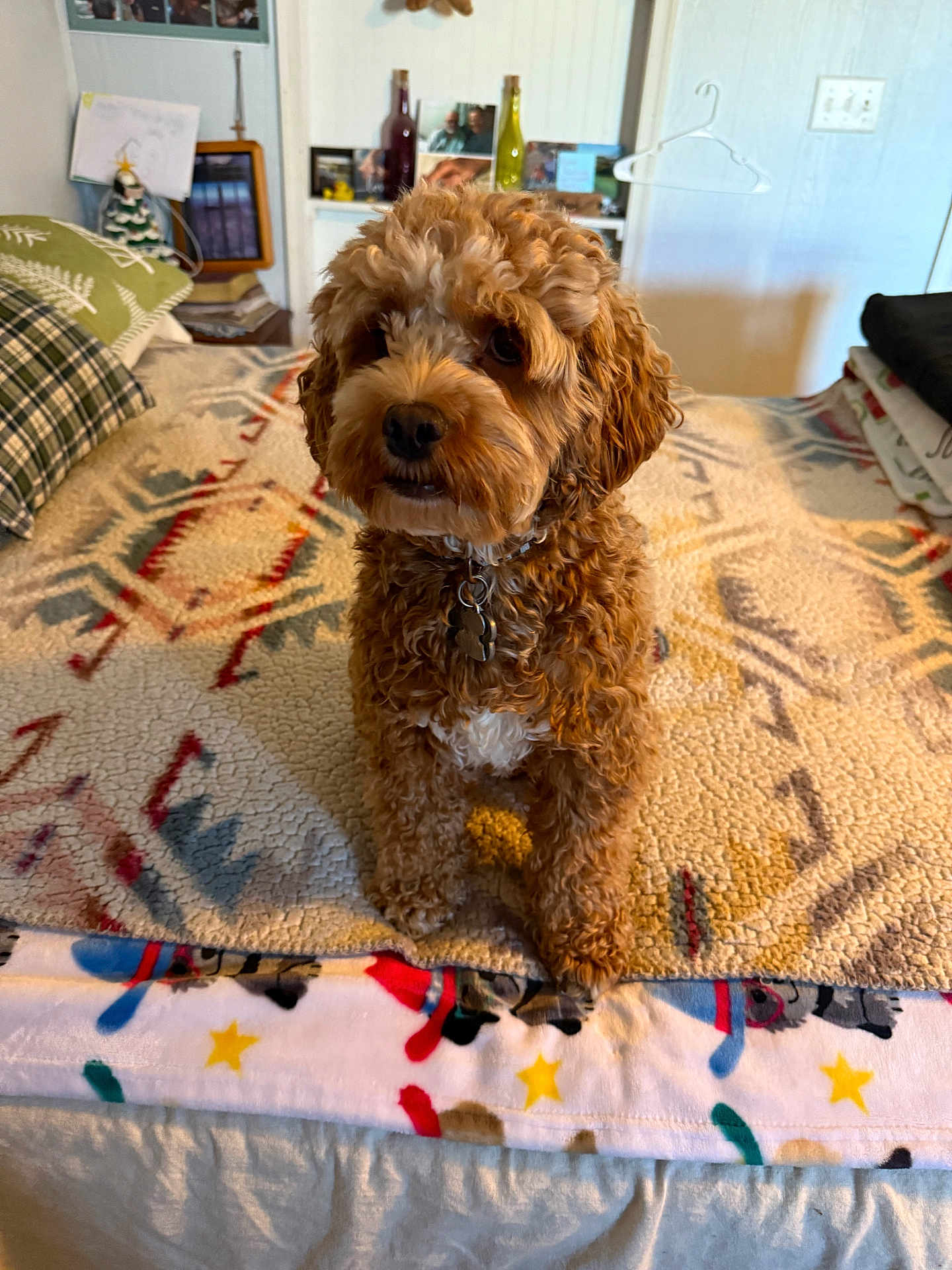Buster is registered to the contest to win money with this photo: dog, bed, blanket, curly_hair, collar, indoor, furniture, pillow, patterned, decor, photograph, bottle, wall, hanger, cozy, pet, fur, cute, sitting, animal
