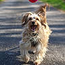action_shot, ball, canine, dog, fur, gravel, happy, harness, midair, motion_blur, open_mouth, outdoor, park_path, pet, portrait, running, shallow_depth_of_field, sunlight, trail, trees