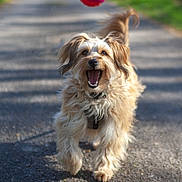 Mayotte participe au concours pour gagner de l'argent avec cette photo : action_shot, ball, canine, dog, fur, gravel, happy, harness, midair, motion_blur, open_mouth, outdoor, park_path, pet, portrait, running, shallow_depth_of_field, sunlight, trail, trees